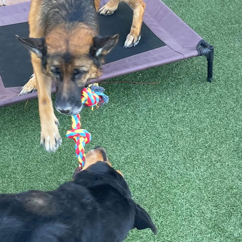 Dog Bite Rope Toys Pet Grind Tooth Toys Cotton Rope Material Harmless Dogs Tooth Cleaning Toys Pet Dog Rope Toys