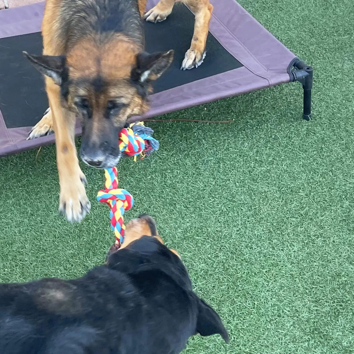 Dog Bite Rope Toys Pet Grind Tooth Toys Cotton Rope Material Harmless Dogs Tooth Cleaning Toys Pet Dog Rope Toys